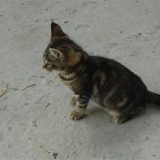 Blanding af racer Skipper