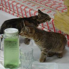 Blanding af racer Bent(R.I.P)