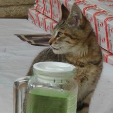 Blanding af racer Bent(R.I.P)