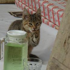 Blanding af racer Bent(R.I.P)