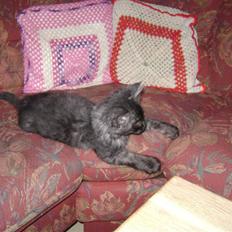 Blanding af racer fluffy