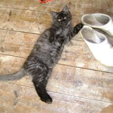 Blanding af racer fluffy