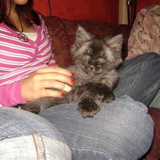 Blanding af racer fluffy