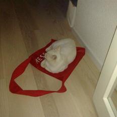 Blanding af racer Magnus