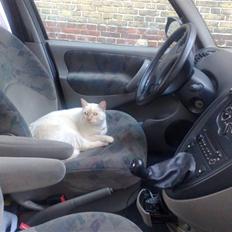 Blanding af racer Magnus