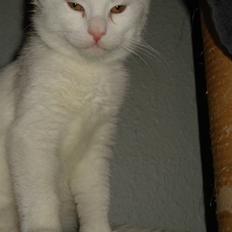 Blanding af racer Kitty