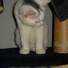 Blanding af racer Kitty