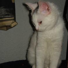 Blanding af racer Kitty