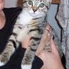 Blanding af racer Bella