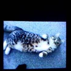 Blanding af racer Bella