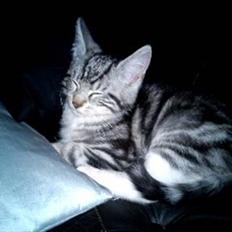 Blanding af racer Spir