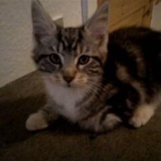 Blanding af racer Spir