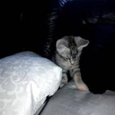 Blanding af racer Spir