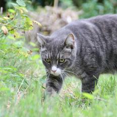 Blanding af racer Ramses 