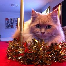 Maine Coon Venus P.