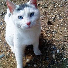 Blanding af racer Gizmo