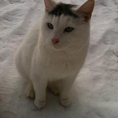 Blanding af racer Gizmo