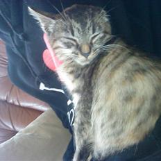 Huskat bibi *solgt* :(