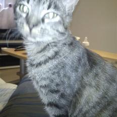 Huskat bibi *solgt* :(