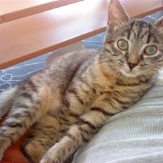 Huskat bibi *solgt* :(