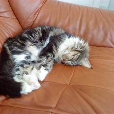 Maine Coon sisser *solgt* :(