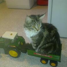 Maine Coon sisser *solgt* :(