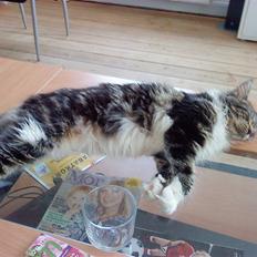 Maine Coon sisser *solgt* :(