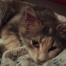 Maine Coon Mercedes RIP