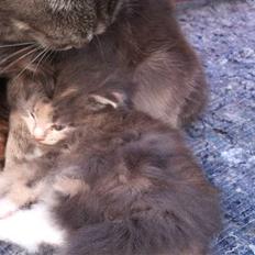 Maine Coon Mercedes RIP