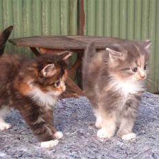 Maine Coon Mercedes RIP