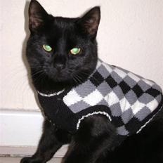 Huskat Nimbus - R.I.P! Vil i fred!!<3