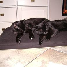 Huskat Nimbus - R.I.P! Vil i fred!!<3