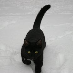Huskat Nimbus - R.I.P! Vil i fred!!<3