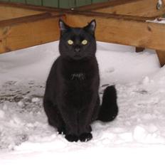 Huskat Simba - Kattenes konge!