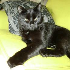 Huskat Simba - Kattenes konge!