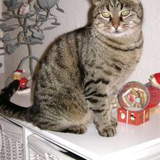 Huskat MisMolly - IKKE MIN MERE!