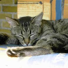 Huskat MisMolly - IKKE MIN MERE!