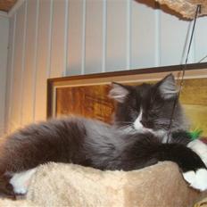 Norsk Skovkat  Fru Marius