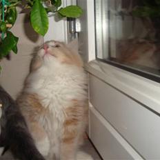 Norsk Skovkat Arnold