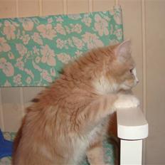 Norsk Skovkat Arnold