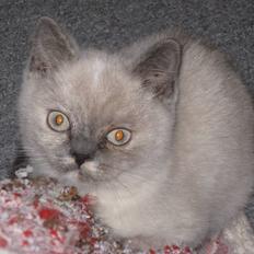 British Shorthair DK Jasmind Miss Blue Blue