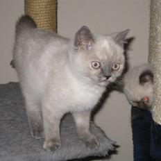 British Shorthair DK Jasmind Miss Blue Blue