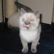 British Shorthair DK Jasmind Miss Blue Blue