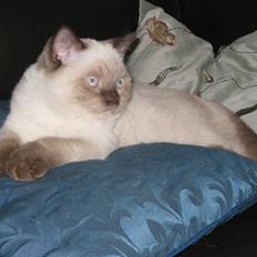 British Shorthair DK Jasminde´s Mascot