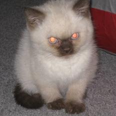 British Shorthair DK Jasminde´s Mascot