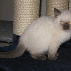 British Shorthair DK Jasminde´s Mascot