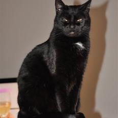 Huskat Pelle - Himmelkat