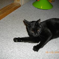 Huskat Pelle - Himmelkat