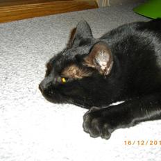 Huskat Pelle - Himmelkat