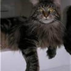Maine Coon Heatseeker